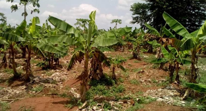 Farmland for Sale at Ihumbo along Idiroko Road, Ogun state