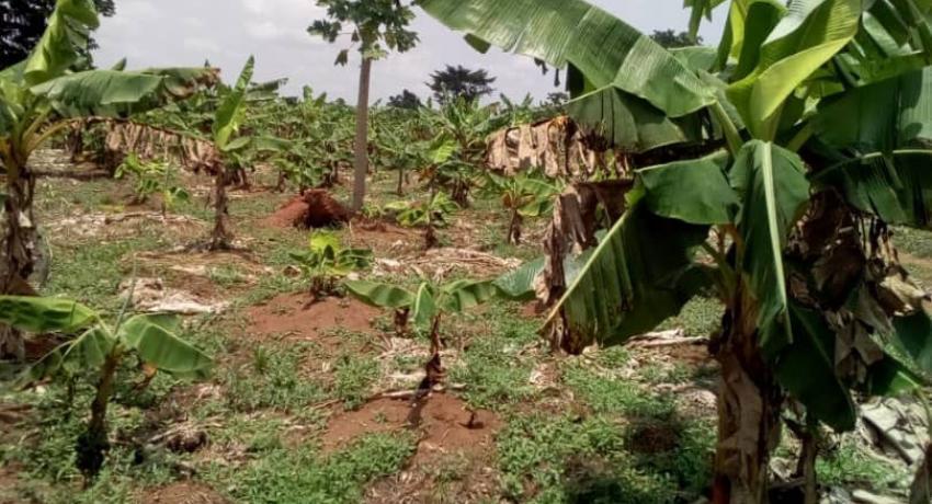 Farmland for Sale at Ihumbo along Idiroko Road, Ogun state